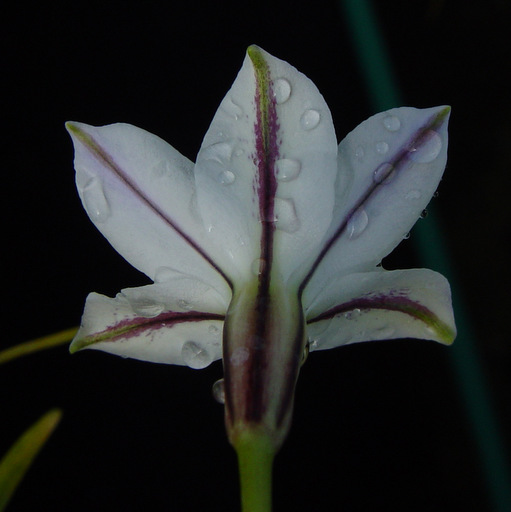 Ipheion uniflora alba - Click Image to Close